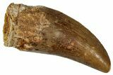 Serrated, Carcharodontosaurus Tooth - Real Dinosaur Tooth #341273-1